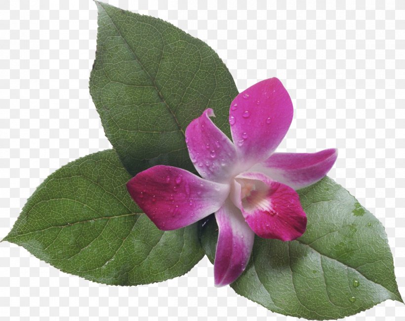 Flower Bouquet Photography Fotosearch Clip Art, PNG, 1200x950px, Flower, Artificial Flower, Blume, Flora, Floral Design Download Free