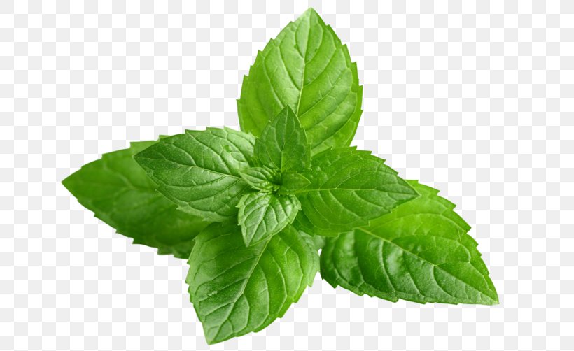 Peppermint Mentha Spicata Extract Herb Menthol, PNG, 750x502px, Peppermint, Basil, Extract, Food, Herb Download Free