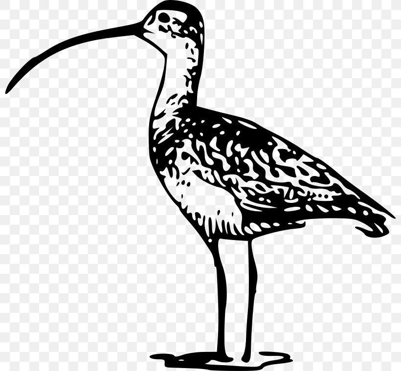 Shorebirds Long-billed Curlew Clip Art, PNG, 800x759px, Bird, Artwork, Beak, Black And White, Charadriiformes Download Free