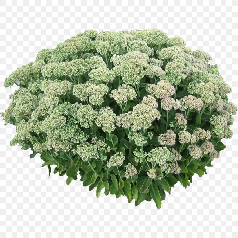 Shrub Plant Flower Tree, PNG, 1138x1138px, Shrub, Annual Plant, Candytuft, Dracaena, Evergreen Candytuft Download Free
