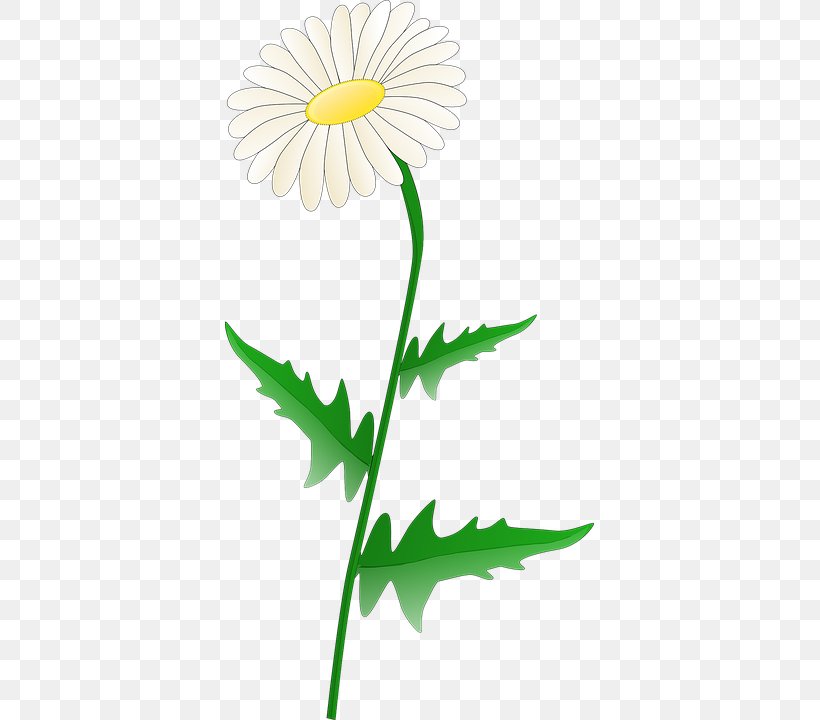 Common Daisy Clip Art, PNG, 369x720px, Common Daisy, Artwork, Chrysanths, Cut Flowers, Daisy Download Free