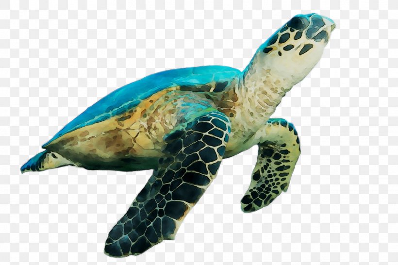 Loggerhead Sea Turtle Pond Turtles Tortoise M, PNG, 1967x1312px, Loggerhead Sea Turtle, Animal, Animal Figure, Beak, Fauna Download Free