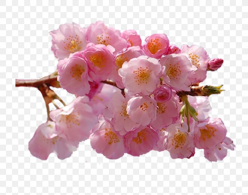 Flower Bouquet Petal Desktop Wallpaper, PNG, 800x647px, Flower, Blossom, Branch, Cherry Blossom, Color Download Free