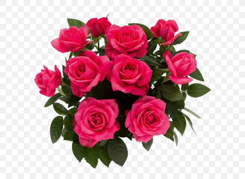 Garden Roses Kukkamia@gmail.com Cut Flowers Floral Design, PNG, 600x600px, Garden Roses, Annual Plant, Artificial Flower, Blomsterbutikk, Cabbage Rose Download Free