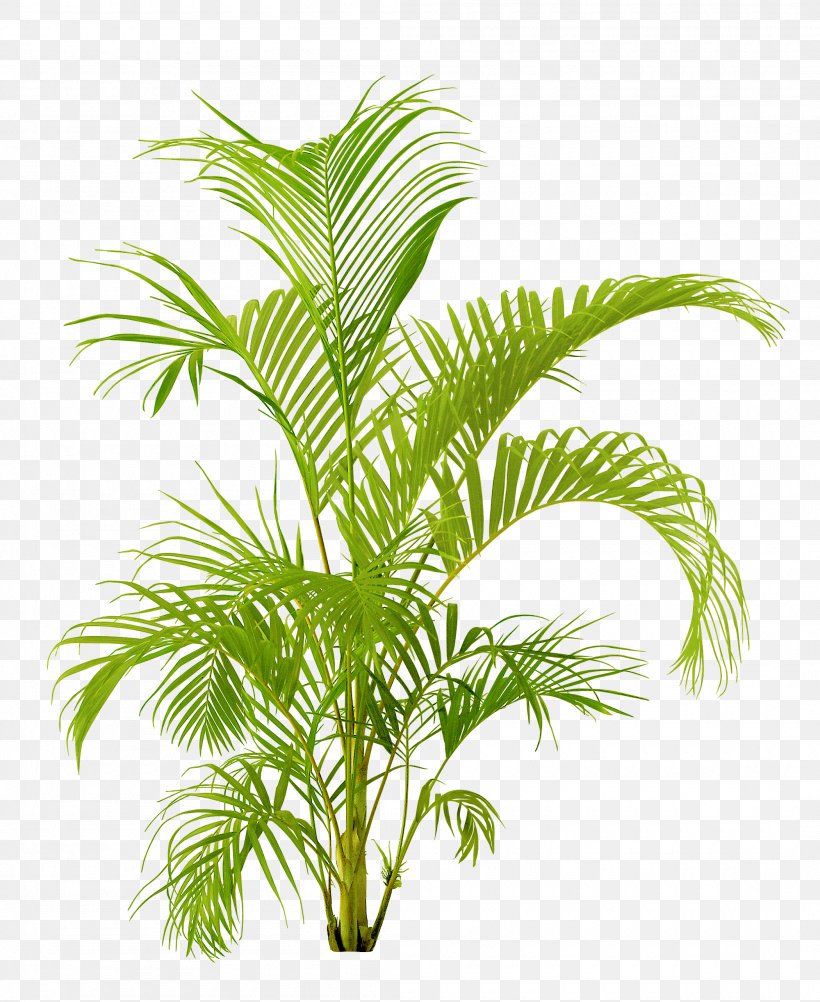 Houseplant Flowerpot, PNG, 2100x2568px, Houseplant, Arecaceae, Arecales, Attalea Speciosa, Branch Download Free