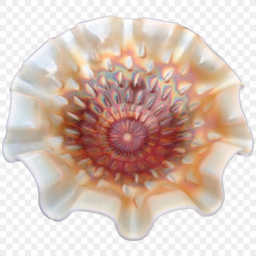 Seashell Cockle Conchology, PNG, 1921x1921px, Seashell, Cockle, Conch, Conchology, Invertebrate Download Free