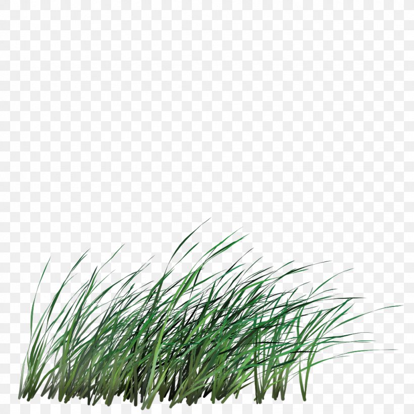 Sweet Grass Image Clip Art Grasses, PNG, 1024x1024px, Sweet Grass, Botany, Chrysopogon Zizanioides, Drawing, Grass Download Free