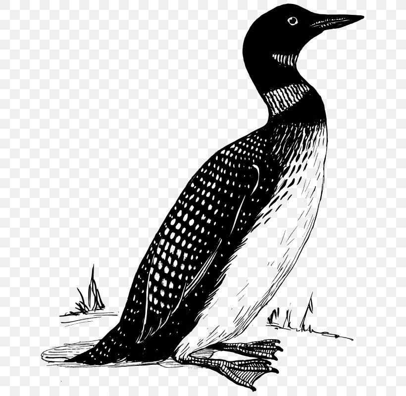 Bird Common Loon Penguin Clip Art, PNG, 671x800px, Bird, Beak, Black And White, Common Loon, Drawing Download Free