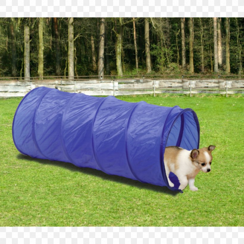 Dog Agility Border Collie Rough Collie Dog Breed Obedience Training, PNG, 1200x1200px, Dog Agility, Animal Sports, Border Collie, Breed, Dog Download Free