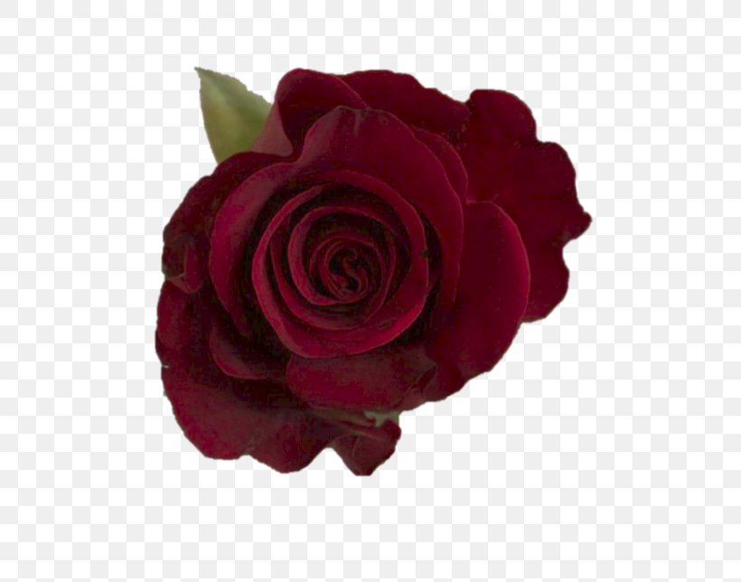 Garden Roses Cabbage Rose Floribunda Cut Flowers Burgundy, PNG, 644x644px, Garden Roses, Assortment Strategies, Ballet Dancer, Burgundy, Cabbage Rose Download Free