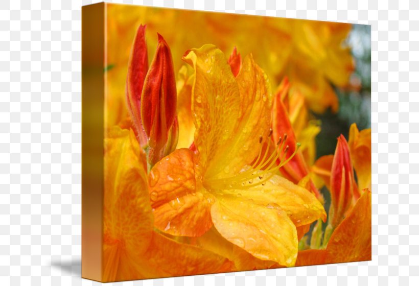 Canna Rhododendron Acrylic Paint Rectangle Tray, PNG, 650x560px, Canna, Acrylic Paint, Acrylic Resin, Cafepress, Canna Family Download Free