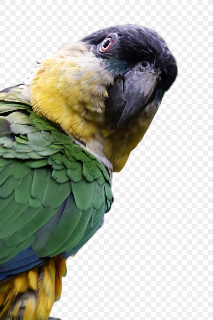 Colorful Background, PNG, 1632x2448px, Parrot, Animal, Beak, Bird, Budgerigar Download Free
