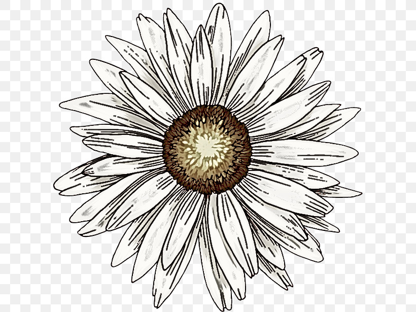 Daisy, PNG, 610x615px, Flower, Aster, Blackandwhite, Camomile, Chamomile Download Free