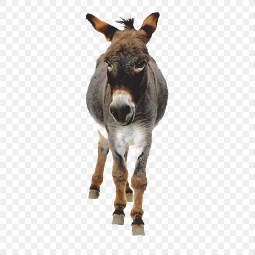 Donkey, PNG, 1773x1773px, Donkey, Fauna, Horse, Horse Like Mammal, Livestock Download Free