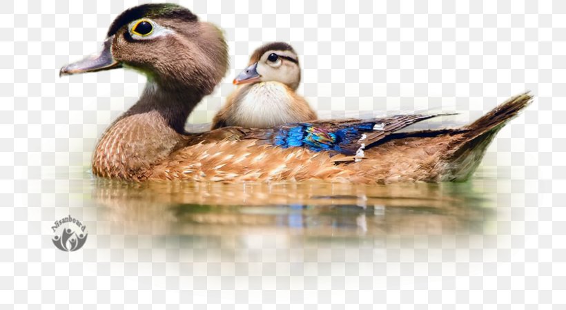 Duck Bird Cygnini Mallard Desktop Wallpaper, PNG, 800x449px, Duck, Altricial, American Pekin, Animal, Beak Download Free