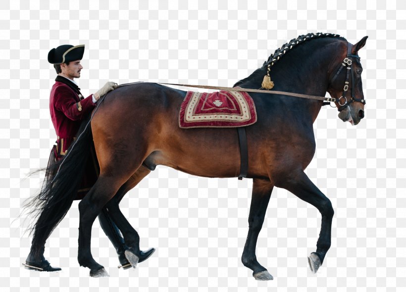 Hunt Seat Stallion Equestrian Horse Rein, PNG, 2500x1800px, Hunt Seat, Animal Training, Bit, Bridle, Dressage Download Free