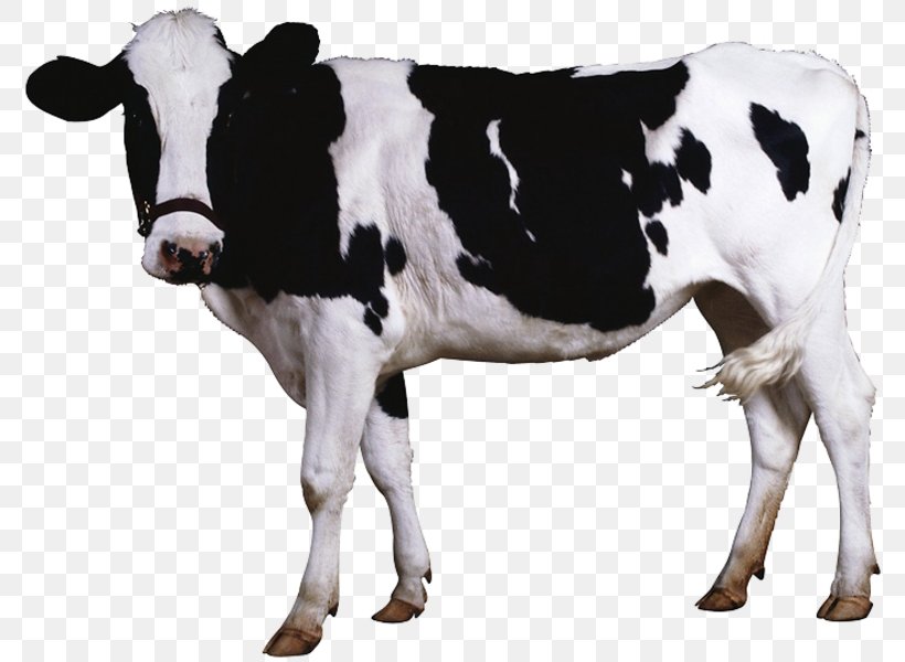 Beef Cattle Dairy Cattle Clip Art, PNG, 783x600px, Beef Cattle, Animal Slaughter, Bull, Calf, Cattle Download Free