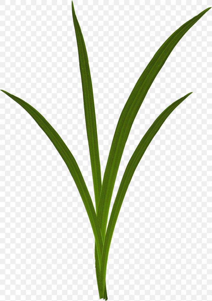 Grasses Download, PNG, 1134x1609px, Grasses, Designer, Flower, Grass, Grass Family Download Free