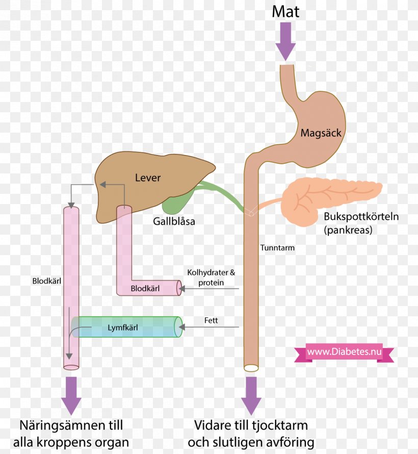 Nutrient Carbohydrate Protein Fat Nutrition, PNG, 1200x1303px, Watercolor, Cartoon, Flower, Frame, Heart Download Free