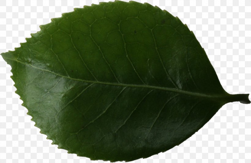 Plant Leaf, PNG, 1280x833px, Plant, Leaf Download Free