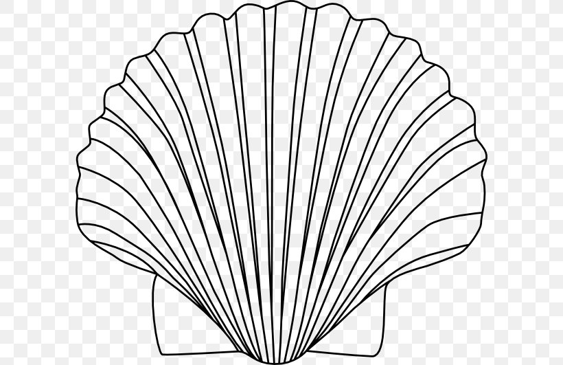 Seashell Drawing Clip Art, PNG, 600x531px, Seashell, Art, Black And White, Color, Drawing Download Free