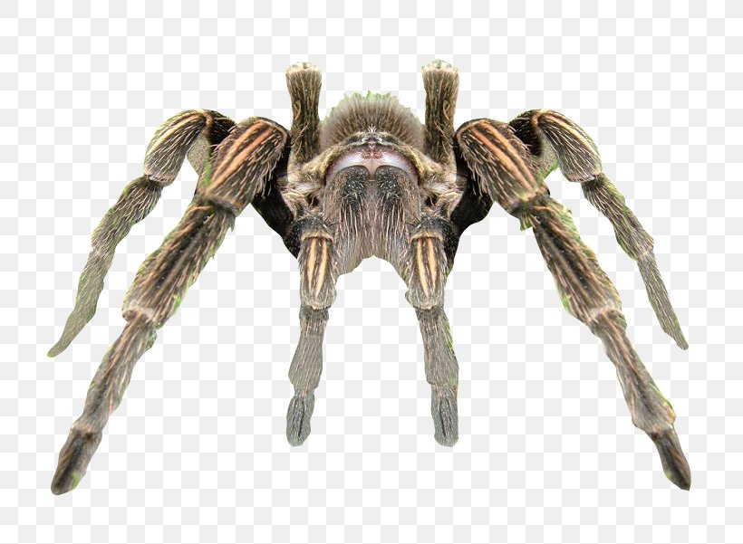 Spider Tarantula Rendering, PNG, 800x601px, 3d Computer Graphics, Spider, Arachnid, Arthropod, Background Extinction Rate Download Free