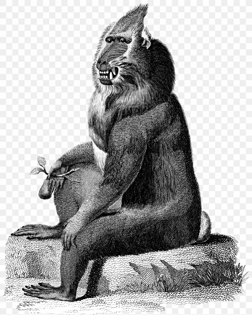 Zoological Lectures Delivered At The Royal Institution; Mammal Engraving Cat Printing, PNG, 2887x3600px, Mammal, Baboons, Bat, Black And White, Carnivoran Download Free