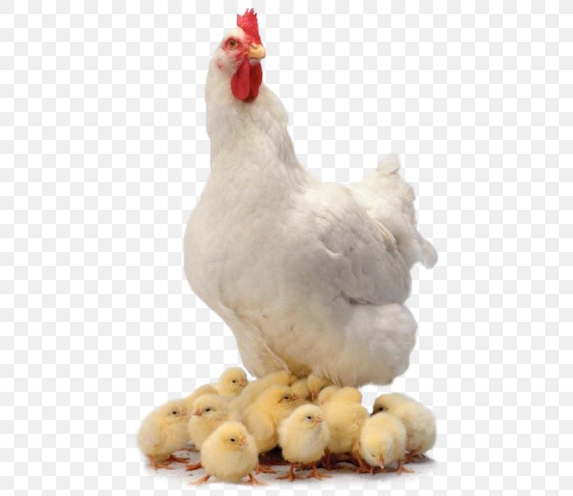 Chicken Curry Broiler Farm Animals: Chickens, PNG, 448x709px, Chicken, Beak, Bird, Broiler, Chicken Curry Download Free