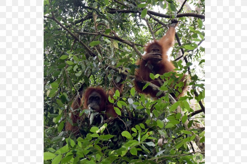 Orangutan Sumatra Jungle Trek Bukit Lawang-Jungle Trekking Nature Reserve Monkey, PNG, 3000x2000px, Orangutan, Ape, Bukit Lawang, Fauna, Flora Download Free