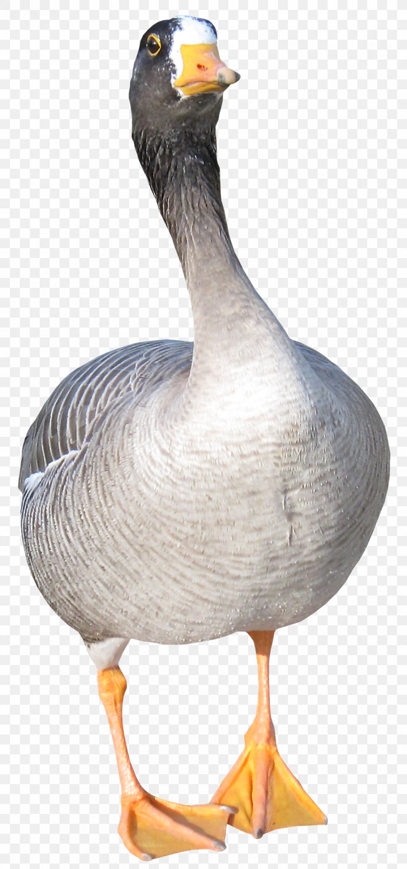 Duck Goose Bird Clip Art, PNG, 915x1954px, Duck, Animal, Beak, Bird, Cygnini Download Free