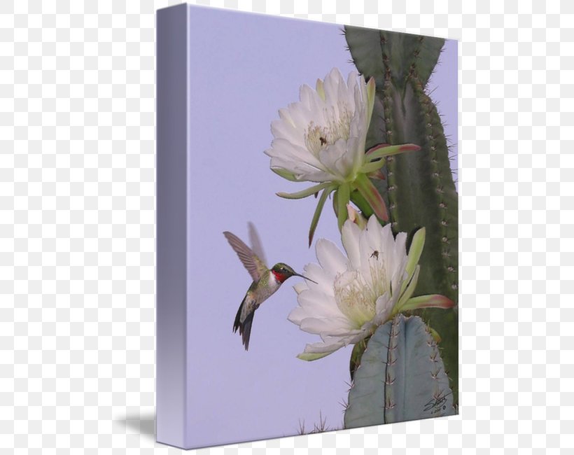 Hummingbird Cactaceae Flower Desert Botanical Garden, PNG, 505x650px, Hummingbird, Bird, Cactaceae, Cactus, Caryophyllales Download Free