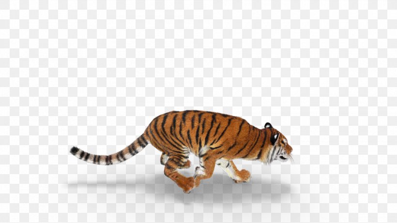Tiger Cat Wildlife Safari Safari Park, PNG, 1920x1080px, Tiger, Animal Figure, Big Cat, Big Cats, Carnivora Download Free