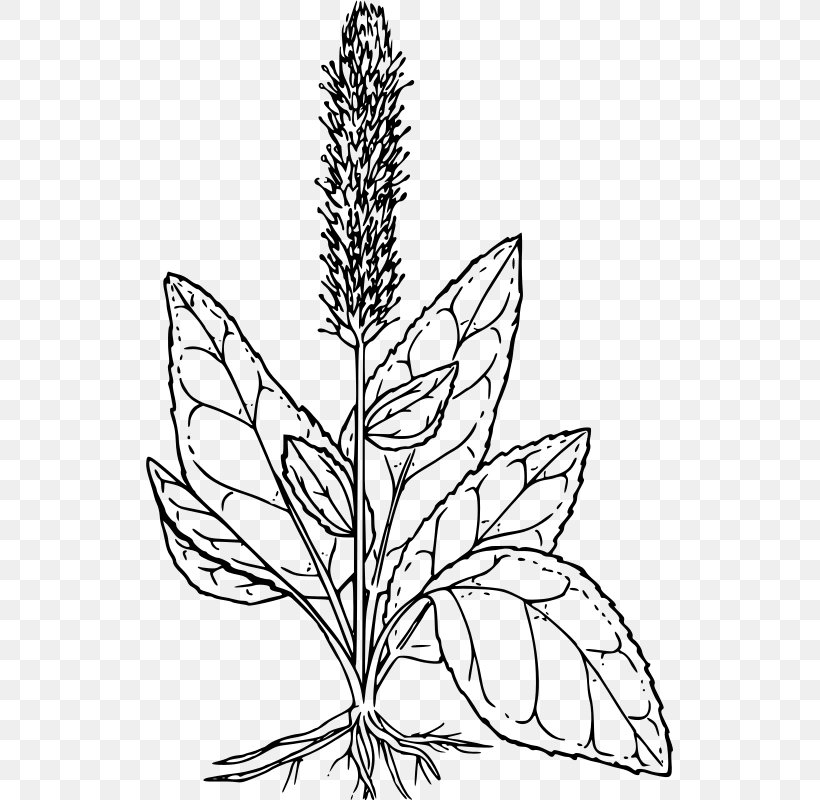 Clip Art, PNG, 527x800px, Wildflower, Black And White, Branch, Commodity, Data Download Free