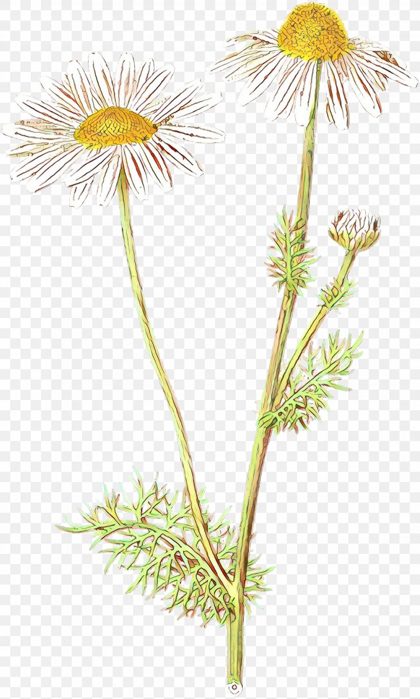 Dandelion Chrysanthemum Oxeye Daisy Roman Chamomile Plant Stem, PNG, 2165x3600px, Dandelion, Aster, Botany, Camomile, Chamomile Download Free