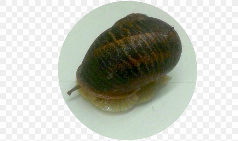 Lymnaeidae Schnecken Clam Sea Snail Slug, PNG, 959x568px, Lymnaeidae, Clam, Clams Oysters Mussels And Scallops, Escargot, Invertebrate Download Free