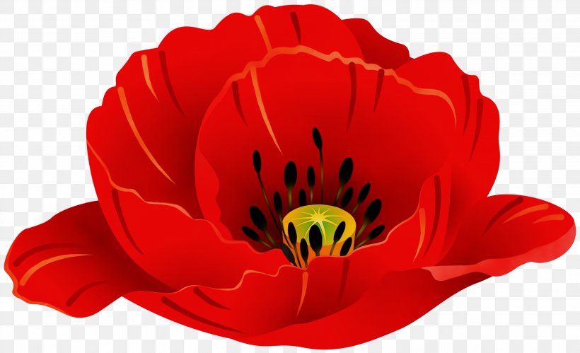 Red Watercolor Flowers, PNG, 2999x1827px, Watercolor, Art, Botany, Common Poppy, Coquelicot Download Free