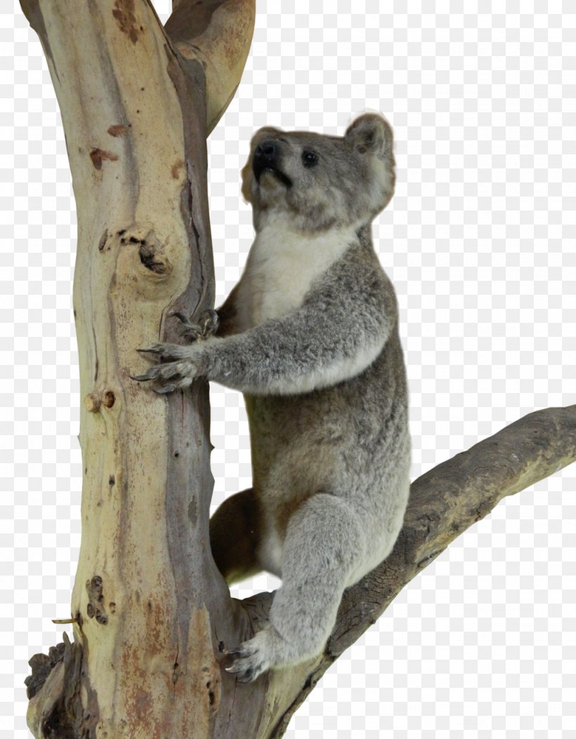 Koala Marsupial Telepathy Psychokinesis Mammal, PNG, 1024x1315px, Koala, Animal, Fauna, Mammal, Marsupial Download Free