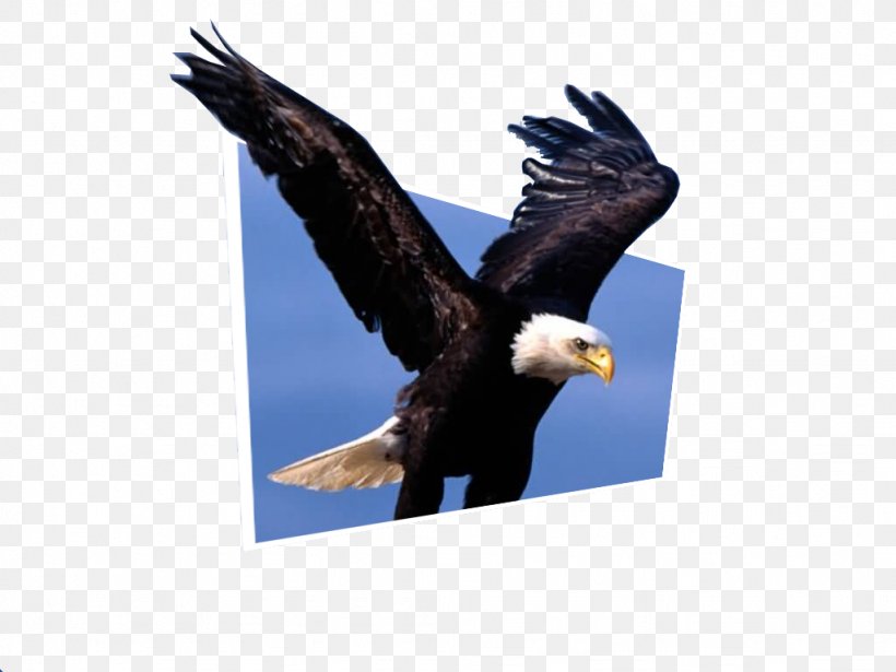 Bald Eagle Bird Desktop Wallpaper White-tailed Eagle, PNG, 1024x768px, Bald Eagle, Accipitriformes, Animal, Beak, Bird Download Free