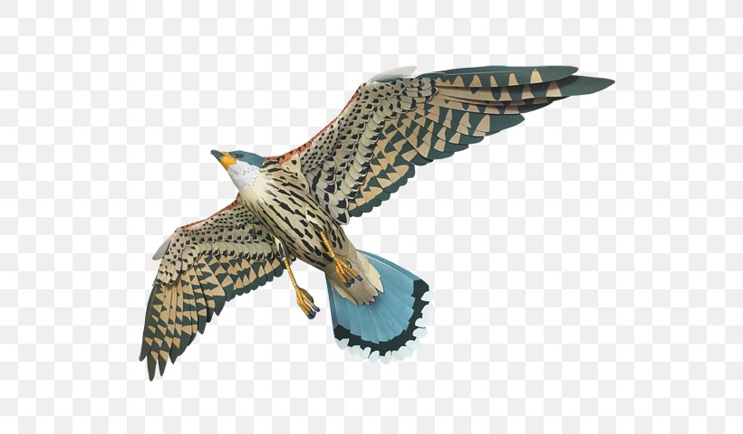 Hawk Buzzard Eagle Beak Feather, PNG, 640x480px, Hawk, Accipitriformes, Beak, Bird, Bird Of Prey Download Free