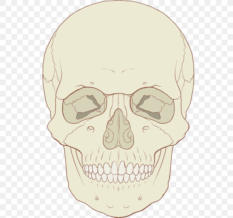 Skull Human Skeleton Axial Skeleton Human Body Bone, PNG, 548x768px, Skull, Anatomy, Anterior, Appendicular Skeleton, Axial Skeleton Download Free