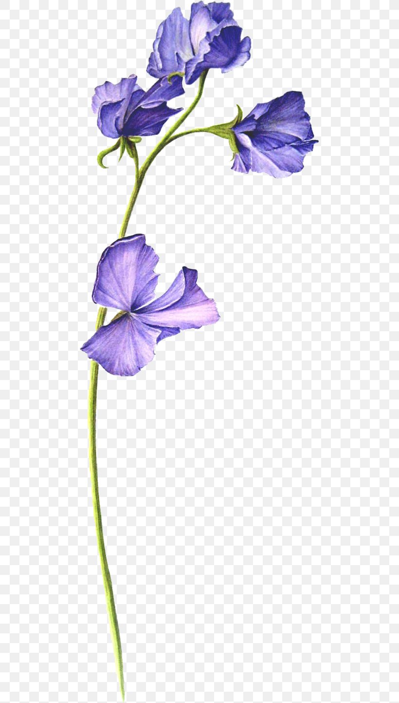 Sweet Pea Botanical Illustration Flower, PNG, 492x1443px, Sweet Pea, Bellflower Family, Biological Illustration, Birth Flower, Blue Download Free