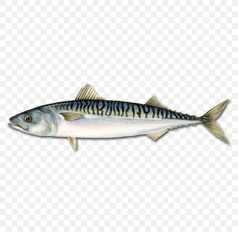 Atlantic Mackerel Pelagic Fish Atlantic Bluefin Tuna, PNG, 800x800px, Atlantic Mackerel, Anchovy, Atlantic Bluefin Tuna, Atlantic Horse Mackerel, Bonito Download Free