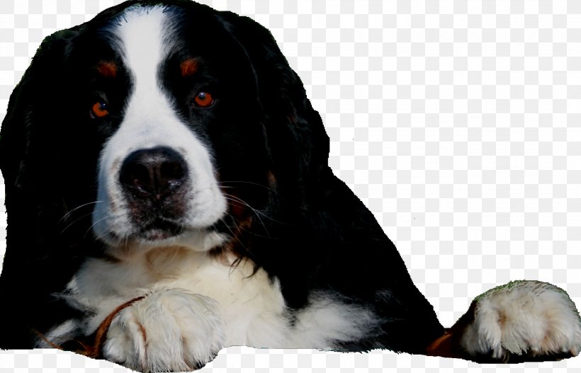 Dog Breed Bernese Mountain Dog Greater Swiss Mountain Dog Puppy Bernedoodle, PNG, 2534x1630px, Dog Breed, Bernedoodle, Bernese Mountain Dog, Breed, Breed Group Dog Download Free
