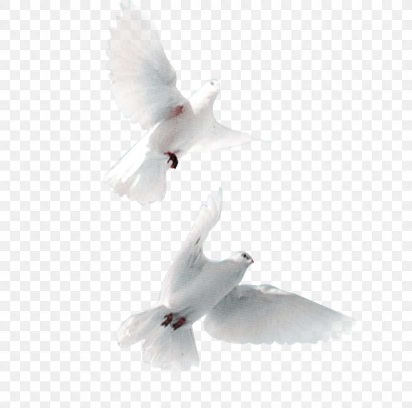 Domestic Pigeon Bird Snow Pigeon Streptopelia, PNG, 946x939px, Domestic Pigeon, Beak, Bird, Columba, Columbidae Download Free
