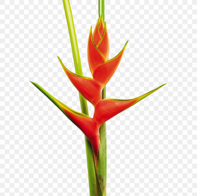 Heliconia Bihai Cut Flowers False Bird Of Paradise Bird Of Paradise Flower, PNG, 870x864px, Heliconia Bihai, Bird Of Paradise Flower, Bud, Colombia, Cut Flowers Download Free