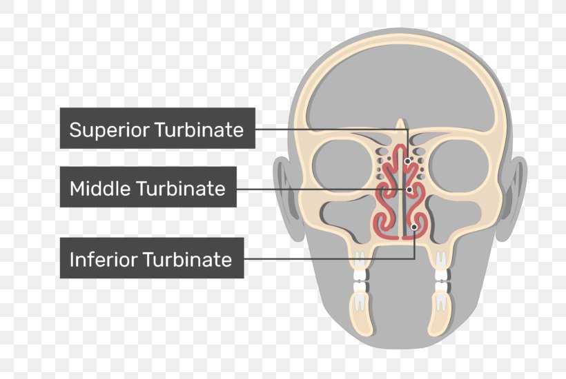 Nasal Concha Nasal Meatus Coronal Plane Nose, PNG, 770x550px, Watercolor, Cartoon, Flower, Frame, Heart Download Free