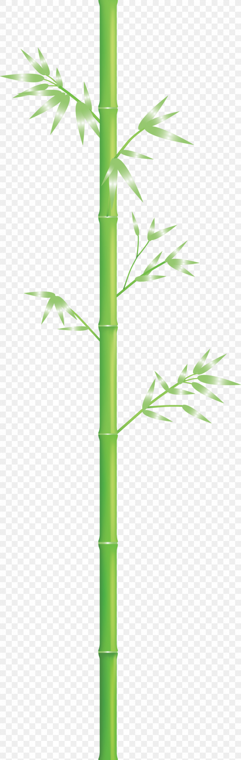 Bamboo Leaf, PNG, 951x2999px, Bamboo, Flower, Grass, Grass Family, Green Download Free