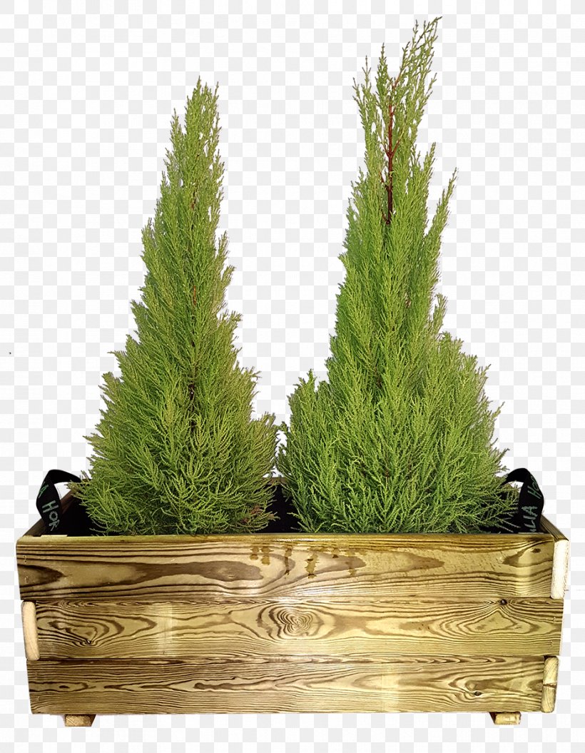 Spruce Larch Grasses Fir Flowerpot, PNG, 932x1200px, Spruce, Conifer, Cypress Family, Evergreen, False Cypress Download Free