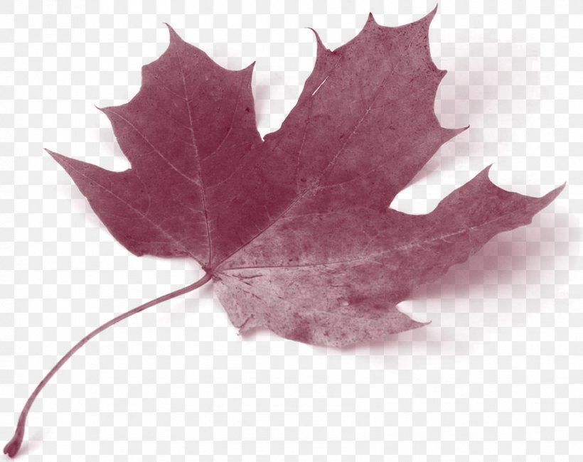 Canada Acer Circinatum Maple Leaf Autumn Leaf Color, PNG, 1707x1355px, Canada, Acer Circinatum, Autumn, Autumn Leaf Color, Color Download Free