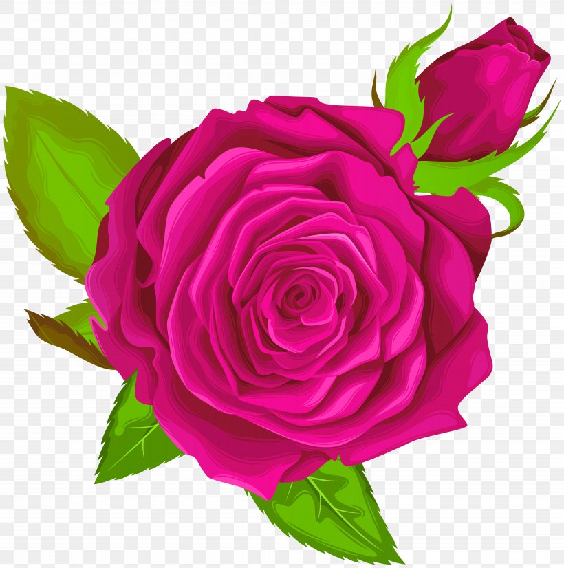 Garden Roses Centifolia Roses Clip Art, PNG, 7941x8000px, Rose, Animation, Cut Flowers, Floral Design, Floribunda Download Free